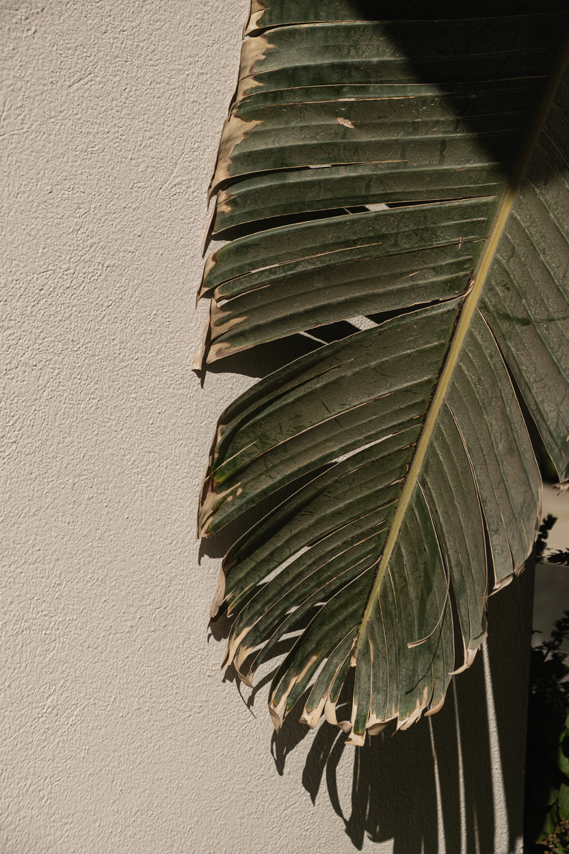 Palm Leaf Closeup 